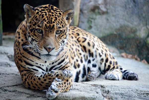Jaguar by Eric Kilby